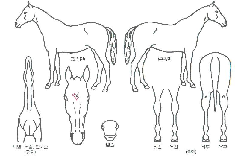 ¹Ì½ºÆ÷ÃáÀÇ Ãø¸é,¿ì¸é,µÞ¸é,µÎ»ó,´Ù¸®ÀÇ Æ¯Â¡µµÇØ