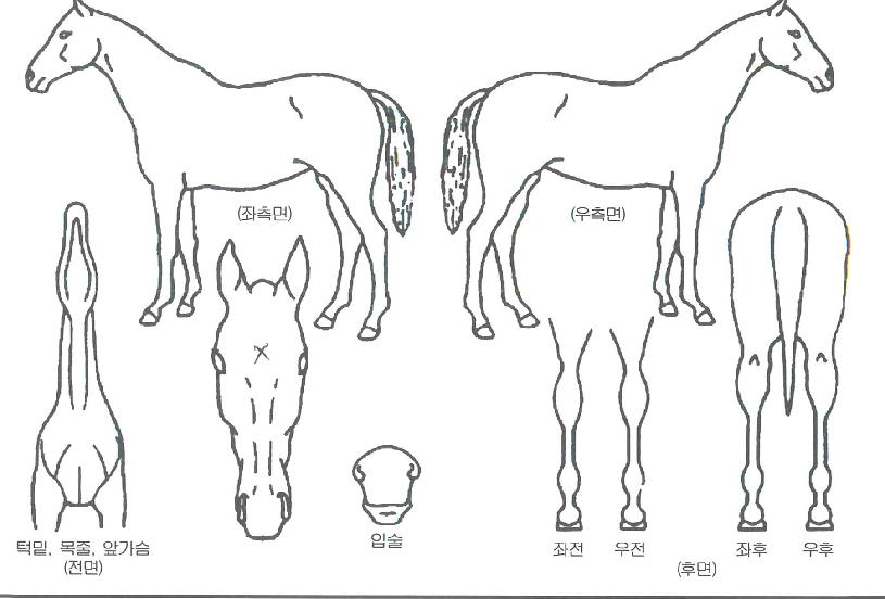 ·¹µåÆÒ´õÀÇ Ãø¸é,¿ì¸é,µÞ¸é,µÎ»ó,´Ù¸®ÀÇ Æ¯Â¡µµÇØ