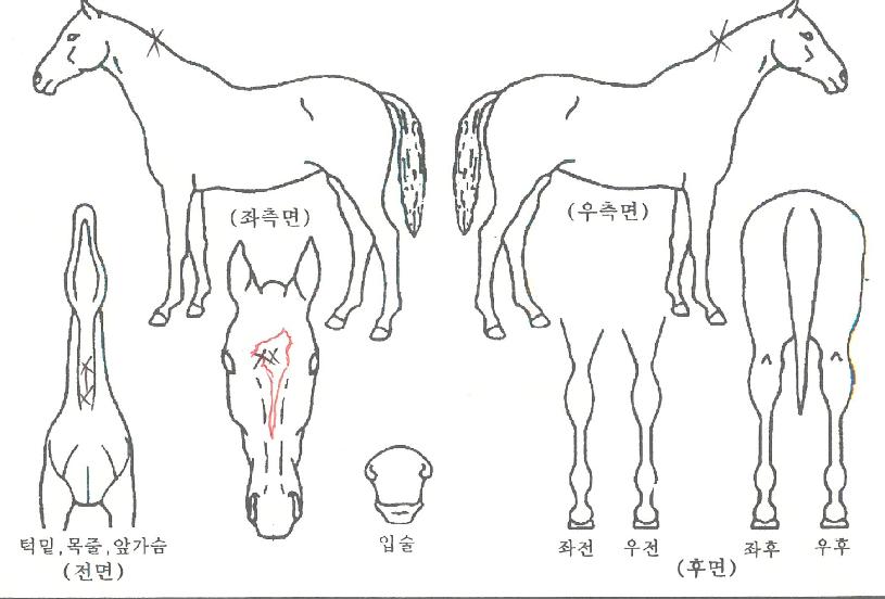 Á¶¼ÁÇÉÀÚ¸¶ÀÇ Ãø¸é,¿ì¸é,µÞ¸é,µÎ»ó,´Ù¸®ÀÇ Æ¯Â¡µµÇØ