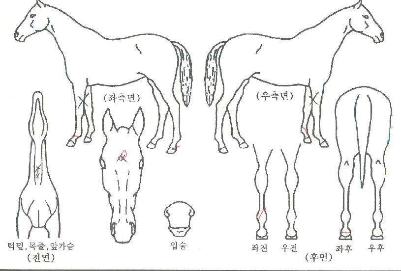 Å×ÀÌÅ©Æ÷¹ÐÁîÀÇ Ãø¸é,¿ì¸é,µÞ¸é,µÎ»ó,´Ù¸®ÀÇ Æ¯Â¡µµÇØ