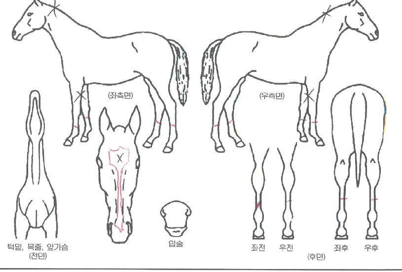 ¸¾²¯´Þ·ÁÀÇ Ãø¸é,¿ì¸é,µÞ¸é,µÎ»ó,´Ù¸®ÀÇ Æ¯Â¡µµÇØ