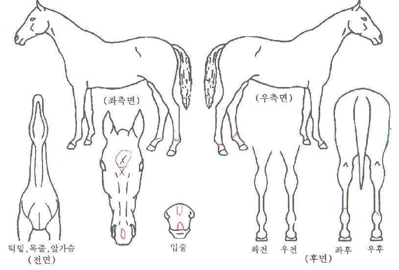 ±×·¹ÀÌÆ®Æ÷½ºÀÇ Ãø¸é,¿ì¸é,µÞ¸é,µÎ»ó,´Ù¸®ÀÇ Æ¯Â¡µµÇØ