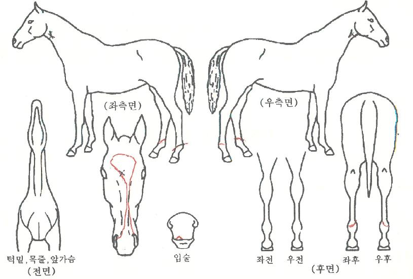 ±ÝºûÀ¯È¤ÀÚ¸¶ÀÇ Ãø¸é,¿ì¸é,µÞ¸é,µÎ»ó,´Ù¸®ÀÇ Æ¯Â¡µµÇØ