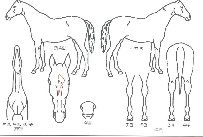 ÀӱݴÔÇ¥ÀÌõÀÇ Ãø¸é,¿ì¸é,µÞ¸é,µÎ»ó,´Ù¸®ÀÇ Æ¯Â¡µµÇØ