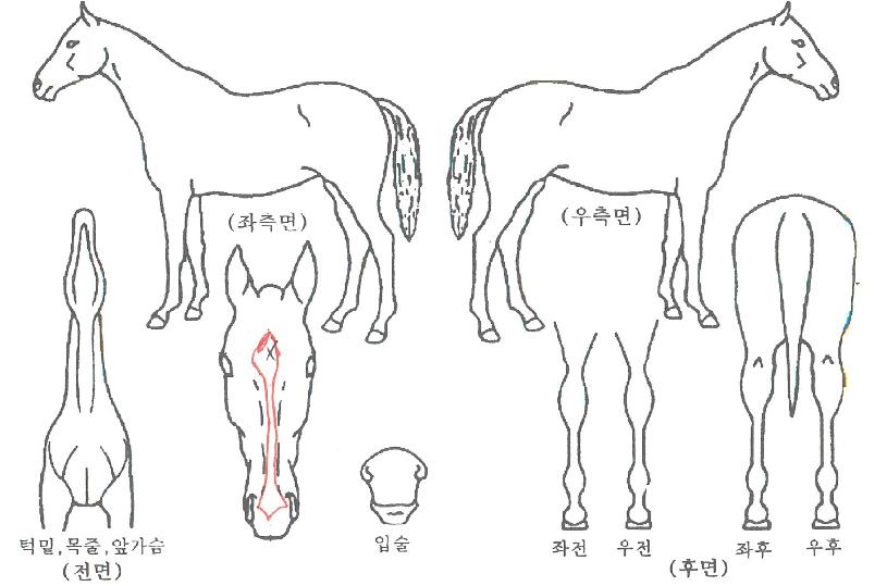 ŵµð½ºÄ¹ÀÚ¸¶ÀÇ Ãø¸é,¿ì¸é,µÞ¸é,µÎ»ó,´Ù¸®ÀÇ Æ¯Â¡µµÇØ