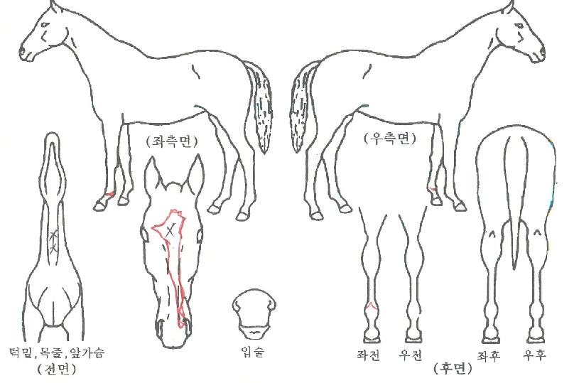 µå¸²·¹ÀüµåÀÇ Ãø¸é,¿ì¸é,µÞ¸é,µÎ»ó,´Ù¸®ÀÇ Æ¯Â¡µµÇØ