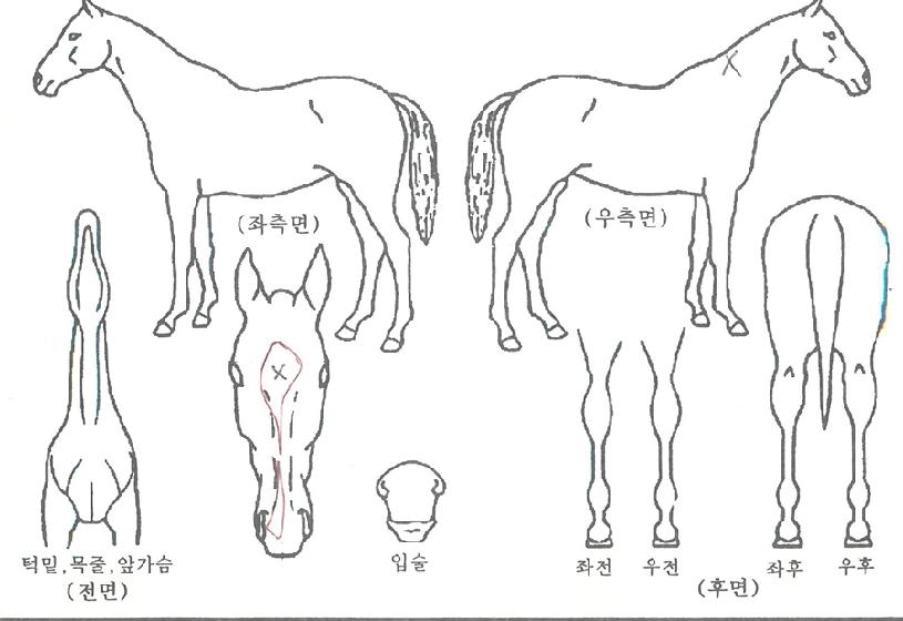 À¯Á¤¿©À屺ÀÇ Ãø¸é,¿ì¸é,µÞ¸é,µÎ»ó,´Ù¸®ÀÇ Æ¯Â¡µµÇØ