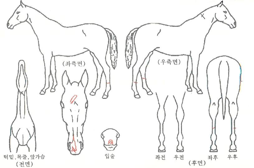 õ°èÀÇ Ãø¸é,¿ì¸é,µÞ¸é,µÎ»ó,´Ù¸®ÀÇ Æ¯Â¡µµÇØ