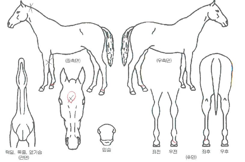 ³¡ÆÇ¿¡¾î·ÎÀÇ Ãø¸é,¿ì¸é,µÞ¸é,µÎ»ó,´Ù¸®ÀÇ Æ¯Â¡µµÇØ