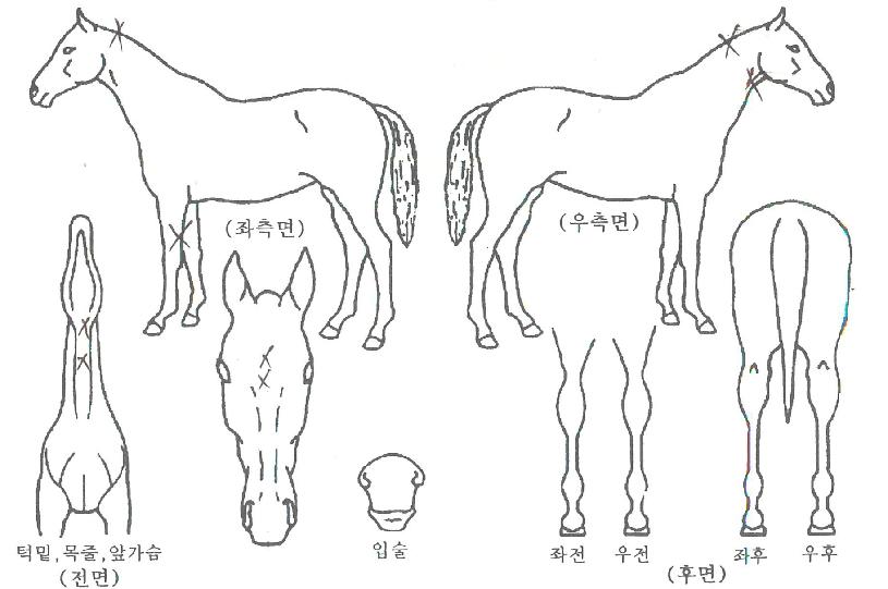 ÆÄÀÌÆ®¹éÀÚ¸¶ÀÇ Ãø¸é,¿ì¸é,µÞ¸é,µÎ»ó,´Ù¸®ÀÇ Æ¯Â¡µµÇØ