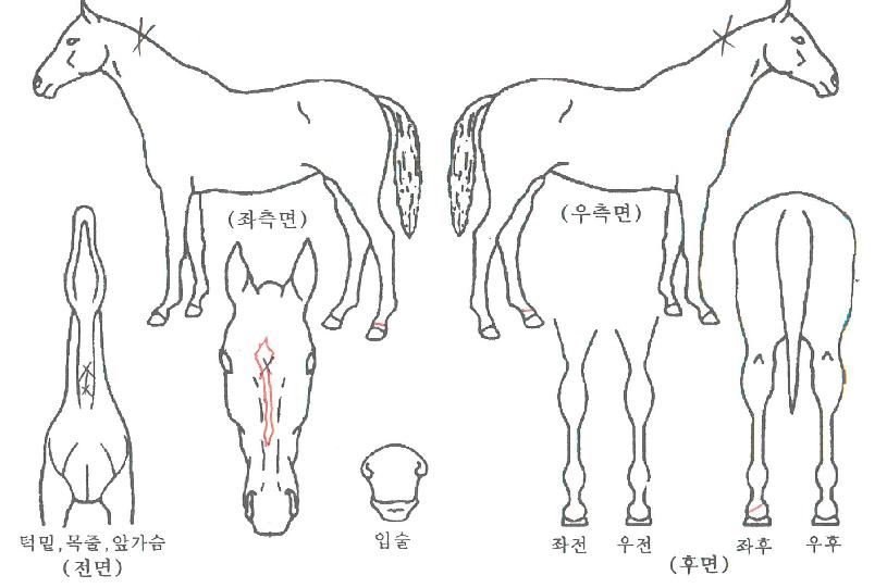±¤º¹ºûÀÚ¸¶ÀÇ Ãø¸é,¿ì¸é,µÞ¸é,µÎ»ó,´Ù¸®ÀÇ Æ¯Â¡µµÇØ