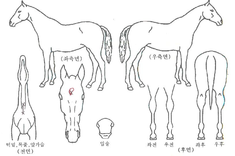 Èë¼ÓÀÇÁøÁÖÀÇ Ãø¸é,¿ì¸é,µÞ¸é,µÎ»ó,´Ù¸®ÀÇ Æ¯Â¡µµÇØ