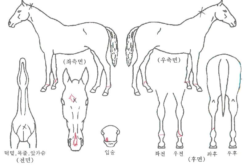 ¼º»ê°øÁÖÀÚ¸¶ÀÇ Ãø¸é,¿ì¸é,µÞ¸é,µÎ»ó,´Ù¸®ÀÇ Æ¯Â¡µµÇØ