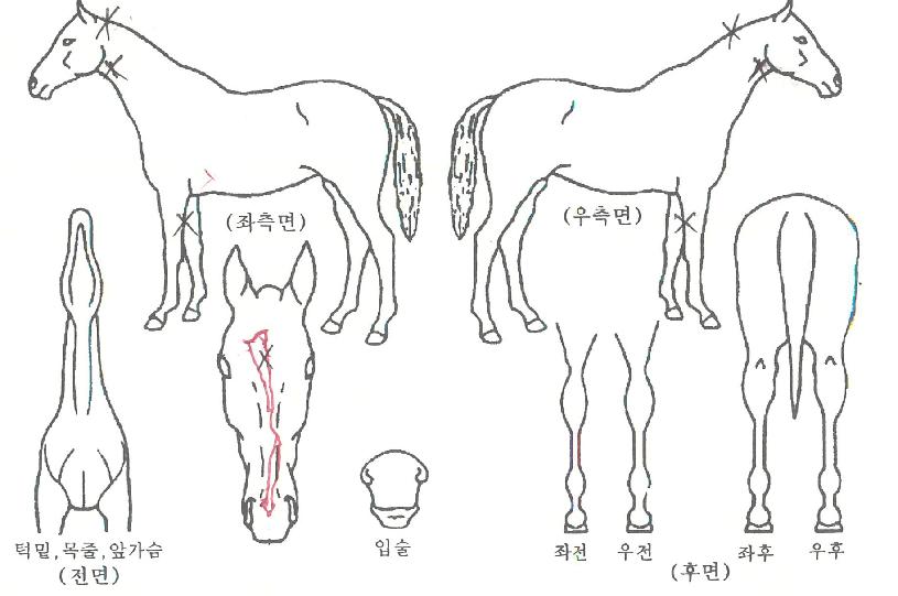 »þÇÁº§ÀÇ Ãø¸é,¿ì¸é,µÞ¸é,µÎ»ó,´Ù¸®ÀÇ Æ¯Â¡µµÇØ