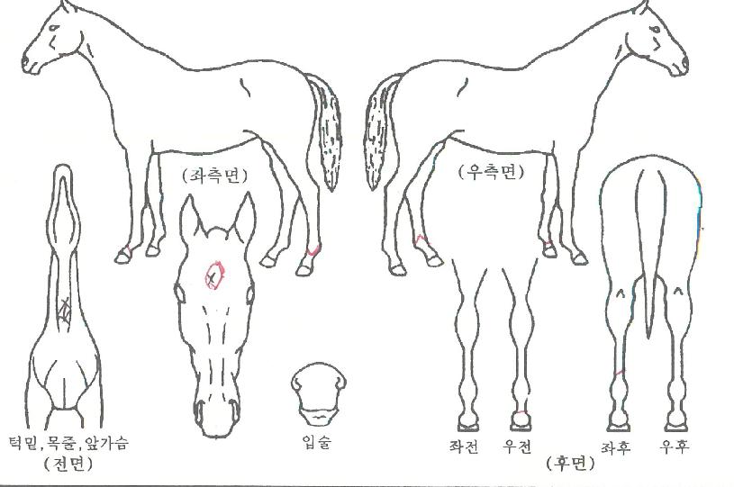 ÃÊ¿øÂ¯ÀÇ Ãø¸é,¿ì¸é,µÞ¸é,µÎ»ó,´Ù¸®ÀÇ Æ¯Â¡µµÇØ