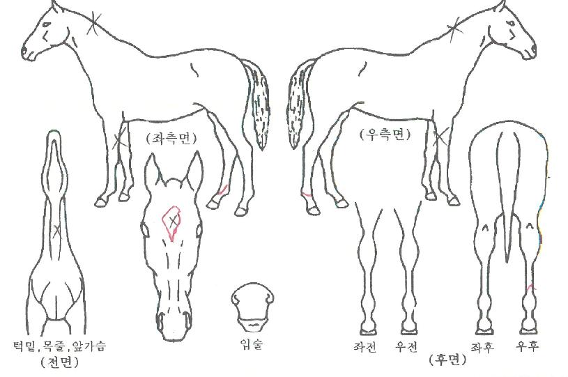 ¹ÙÀÌÄ®Àü»çÀÇ Ãø¸é,¿ì¸é,µÞ¸é,µÎ»ó,´Ù¸®ÀÇ Æ¯Â¡µµÇØ