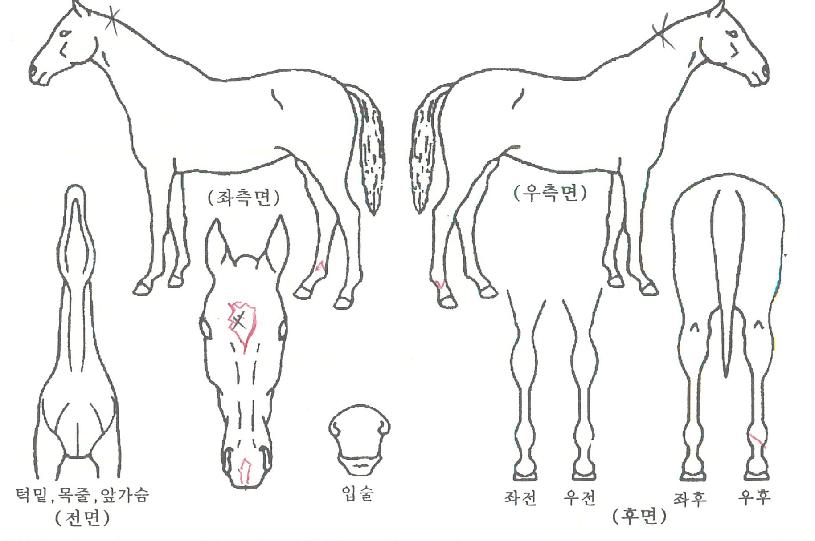 ¼öÇǾÆÀÇ Ãø¸é,¿ì¸é,µÞ¸é,µÎ»ó,´Ù¸®ÀÇ Æ¯Â¡µµÇØ