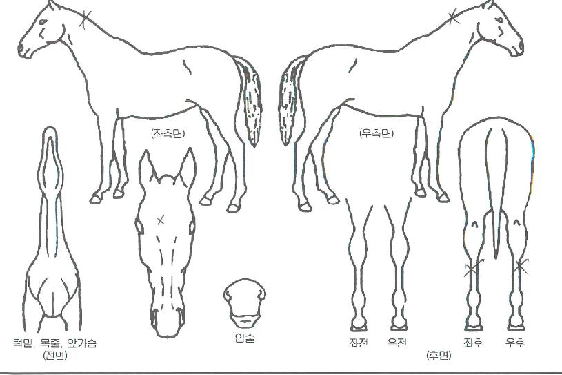 ÁÖ¸µÇã¿ìÀÇ Ãø¸é,¿ì¸é,µÞ¸é,µÎ»ó,´Ù¸®ÀÇ Æ¯Â¡µµÇØ