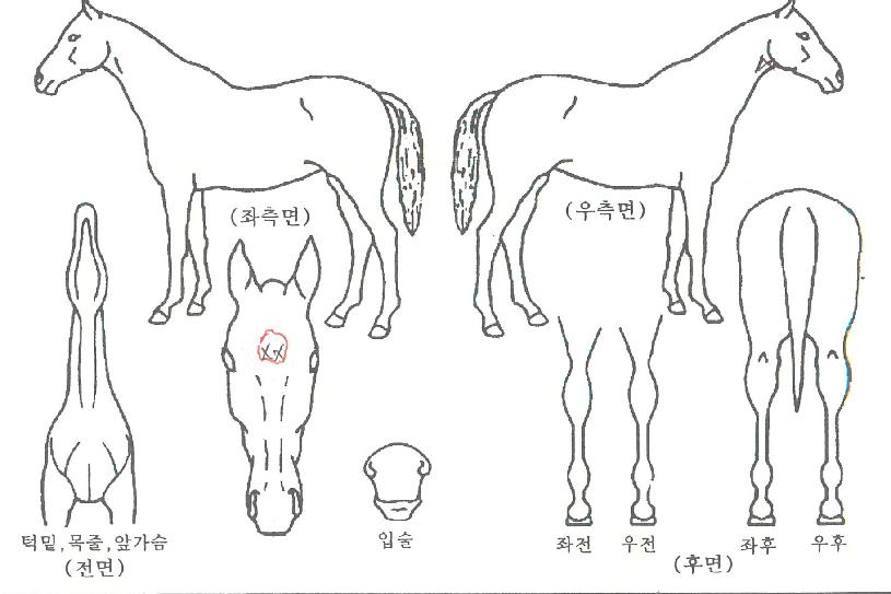 ƼŸ´Ï¾ÆÀÇ Ãø¸é,¿ì¸é,µÞ¸é,µÎ»ó,´Ù¸®ÀÇ Æ¯Â¡µµÇØ