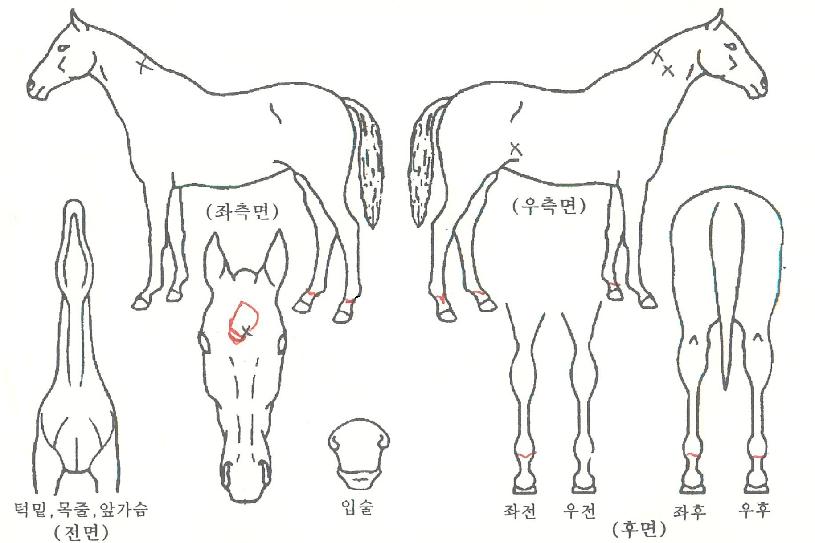 °¡¹®ÀÇ¿µ±¤ÀÇ Ãø¸é,¿ì¸é,µÞ¸é,µÎ»ó,´Ù¸®ÀÇ Æ¯Â¡µµÇØ