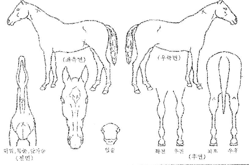 ³ë½º¿þ½ºÆ®ÀÇ Ãø¸é,¿ì¸é,µÞ¸é,µÎ»ó,´Ù¸®ÀÇ Æ¯Â¡µµÇØ
