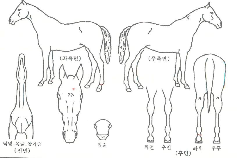 ¿¡À̵çÀÇ Ãø¸é,¿ì¸é,µÞ¸é,µÎ»ó,´Ù¸®ÀÇ Æ¯Â¡µµÇØ