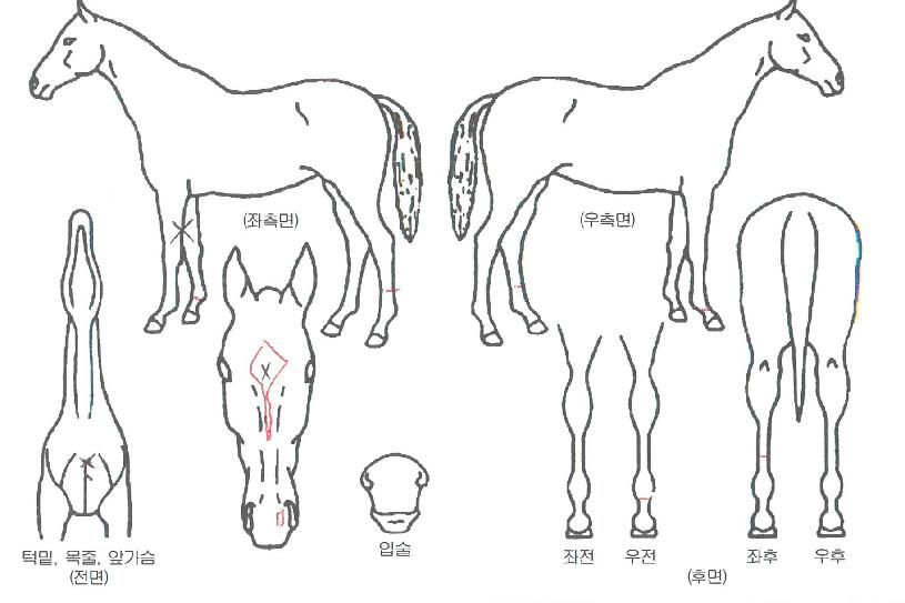 ·ÎÄϷεåÀÇ Ãø¸é,¿ì¸é,µÞ¸é,µÎ»ó,´Ù¸®ÀÇ Æ¯Â¡µµÇØ