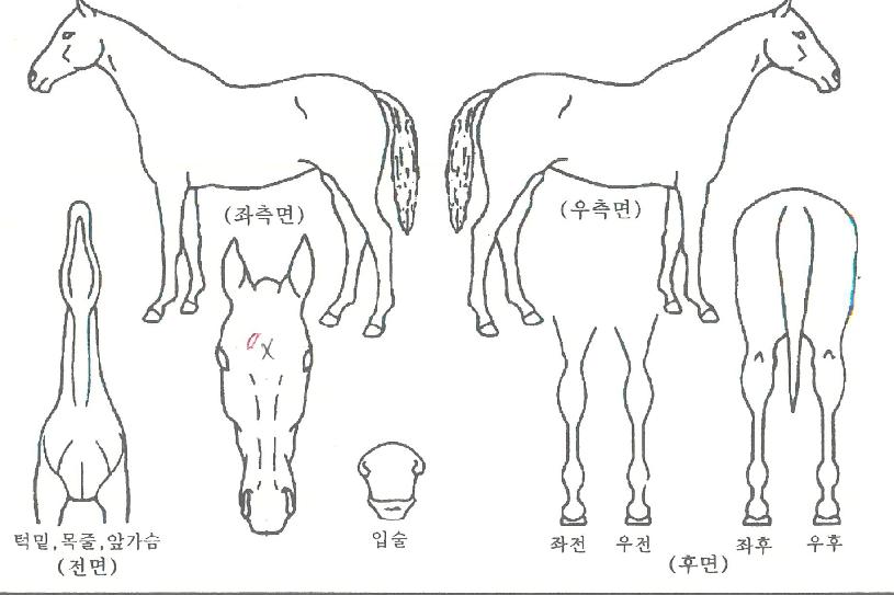µå¸²·ÎÄÏÀÇ Ãø¸é,¿ì¸é,µÞ¸é,µÎ»ó,´Ù¸®ÀÇ Æ¯Â¡µµÇØ
