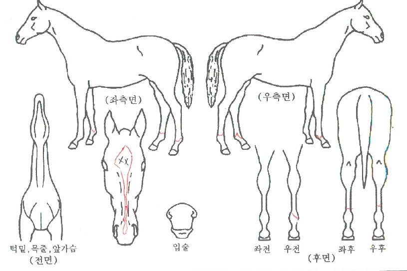 ³ëºíÄýÀÇ Ãø¸é,¿ì¸é,µÞ¸é,µÎ»ó,´Ù¸®ÀÇ Æ¯Â¡µµÇØ
