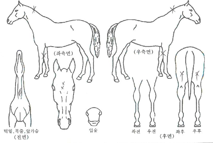 ºí·ç¾È³ªÀÇ Ãø¸é,¿ì¸é,µÞ¸é,µÎ»ó,´Ù¸®ÀÇ Æ¯Â¡µµÇØ