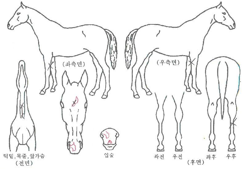 ¾ðŰ½º¹ÌÀÇ Ãø¸é,¿ì¸é,µÞ¸é,µÎ»ó,´Ù¸®ÀÇ Æ¯Â¡µµÇØ