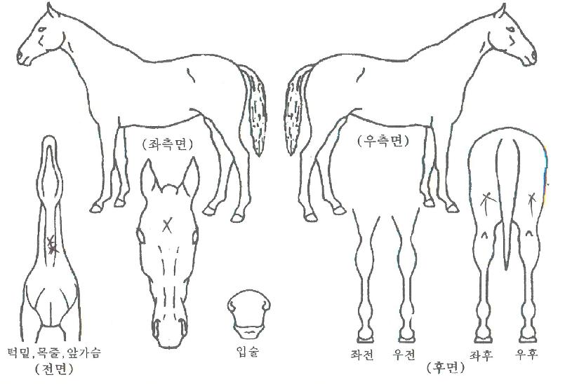 ÃÖ°½ºÅÚ½ºÀÇ Ãø¸é,¿ì¸é,µÞ¸é,µÎ»ó,´Ù¸®ÀÇ Æ¯Â¡µµÇØ