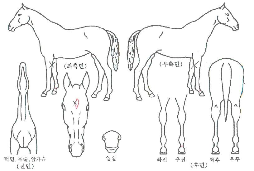 ¹èƲ·¹µðÀÇ Ãø¸é,¿ì¸é,µÞ¸é,µÎ»ó,´Ù¸®ÀÇ Æ¯Â¡µµÇØ