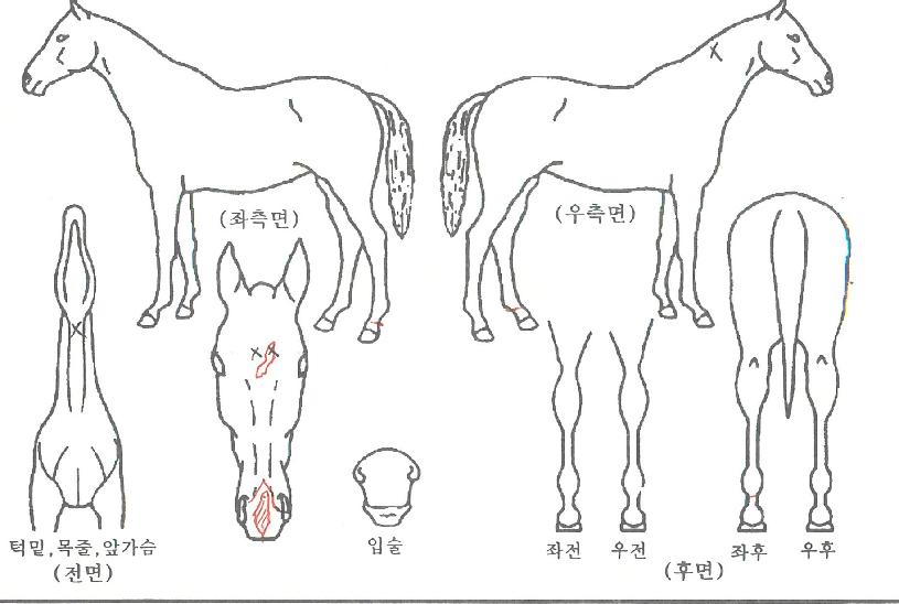 ÇϾá¹Îµé·¹ÀÇ Ãø¸é,¿ì¸é,µÞ¸é,µÎ»ó,´Ù¸®ÀÇ Æ¯Â¡µµÇØ