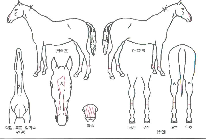 ¾Ö½¯¸®ÁîÄù½ºÆ®ÀÚ¸¶ÀÇ Ãø¸é,¿ì¸é,µÞ¸é,µÎ»ó,´Ù¸®ÀÇ Æ¯Â¡µµÇØ