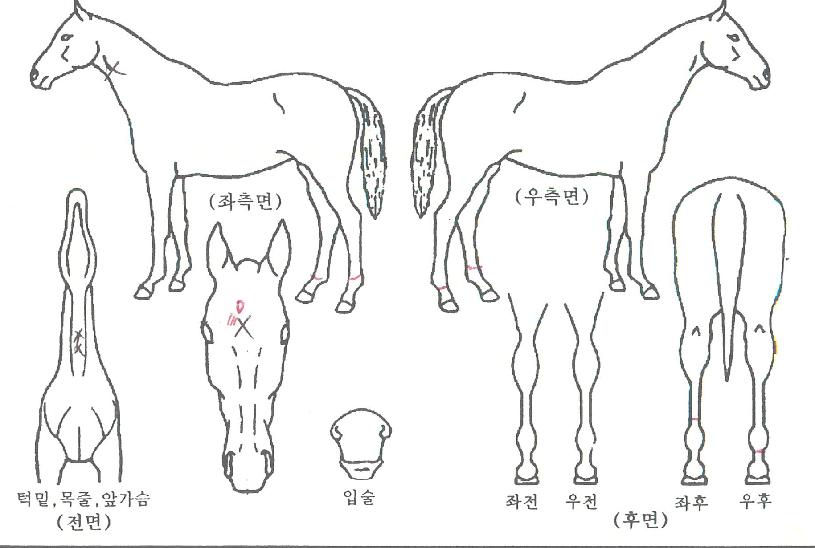 Ȳ±Ýºû¿µ¿õÀÇ Ãø¸é,¿ì¸é,µÞ¸é,µÎ»ó,´Ù¸®ÀÇ Æ¯Â¡µµÇØ