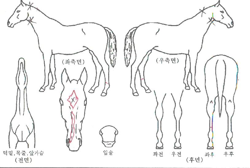 ±Â·ÎÁîµ¥ÀÌÀÇ Ãø¸é,¿ì¸é,µÞ¸é,µÎ»ó,´Ù¸®ÀÇ Æ¯Â¡µµÇØ