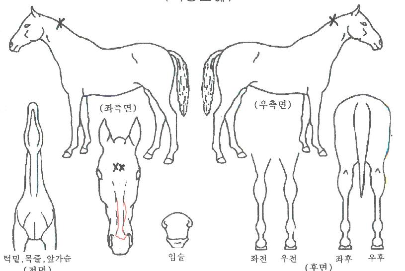 ÁØÅ¬¸®¹öÀÇ Ãø¸é,¿ì¸é,µÞ¸é,µÎ»ó,´Ù¸®ÀÇ Æ¯Â¡µµÇØ