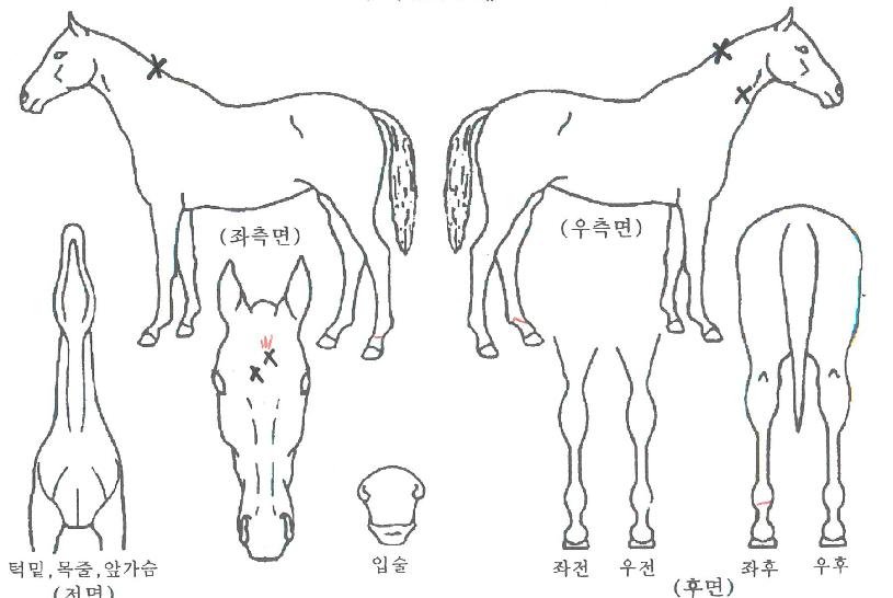 ¾²¸®Å¸Å°¿ÂÀÇ Ãø¸é,¿ì¸é,µÞ¸é,µÎ»ó,´Ù¸®ÀÇ Æ¯Â¡µµÇØ