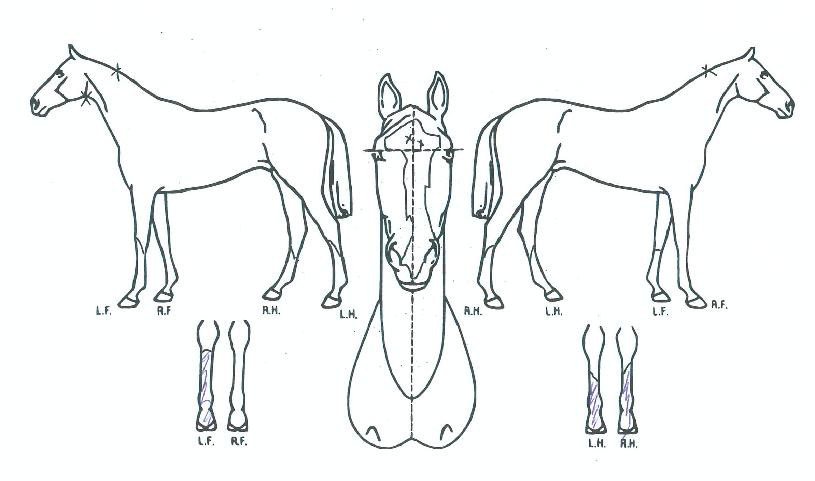 Àå»êÄ«¿ìº¸ÀÌÀÇ Ãø¸é,¿ì¸é,µÞ¸é,µÎ»ó,´Ù¸®ÀÇ Æ¯Â¡µµÇØ