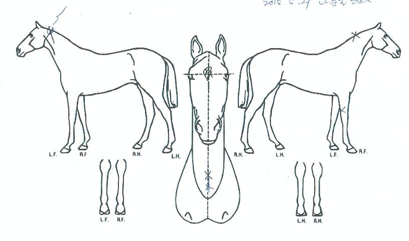 ¾Æ¸£°í»ç¶ûÇØÀÇ Ãø¸é,¿ì¸é,µÞ¸é,µÎ»ó,´Ù¸®ÀÇ Æ¯Â¡µµÇØ