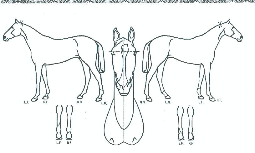 ±×·¹ÀÌÆ®Á¶ÀÌÀÇ Ãø¸é,¿ì¸é,µÞ¸é,µÎ»ó,´Ù¸®ÀÇ Æ¯Â¡µµÇØ