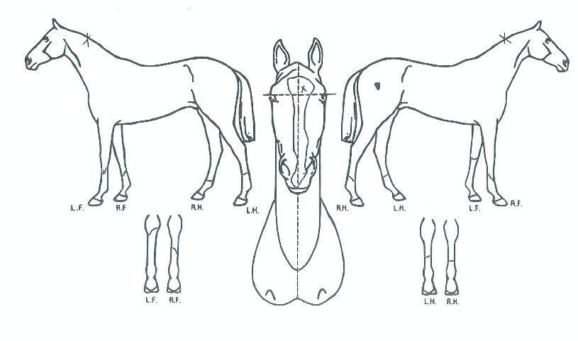 û»óÀǺ°ÀÇ Ãø¸é,¿ì¸é,µÞ¸é,µÎ»ó,´Ù¸®ÀÇ Æ¯Â¡µµÇØ