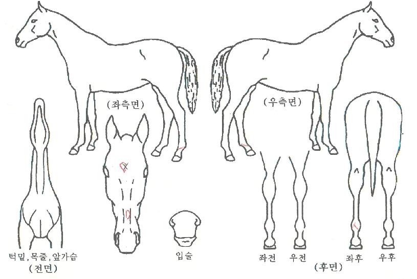 ½Ã¶óÀÇ Ãø¸é,¿ì¸é,µÞ¸é,µÎ»ó,´Ù¸®ÀÇ Æ¯Â¡µµÇØ
