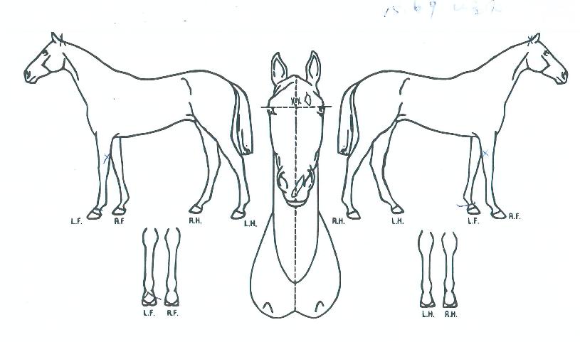 ÄÚ¶óÀ̾ðÀÇ Ãø¸é,¿ì¸é,µÞ¸é,µÎ»ó,´Ù¸®ÀÇ Æ¯Â¡µµÇØ