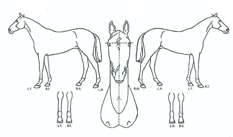 ½º³ë¿ìÄ«¸®½º¸¶ÀÇ Ãø¸é,¿ì¸é,µÞ¸é,µÎ»ó,´Ù¸®ÀÇ Æ¯Â¡µµÇØ