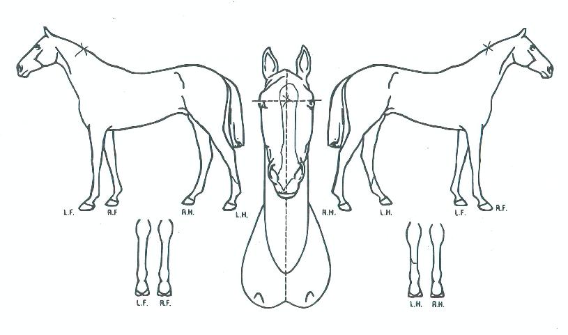 ¿Í¿ìĹÀÇ Ãø¸é,¿ì¸é,µÞ¸é,µÎ»ó,´Ù¸®ÀÇ Æ¯Â¡µµÇØ