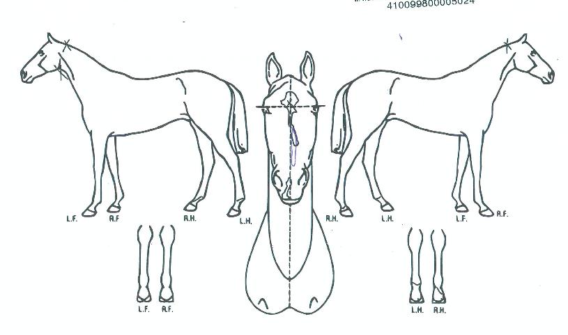 ºí·¹ÀÌ¡½ºÅ¸ÀÇ Ãø¸é,¿ì¸é,µÞ¸é,µÎ»ó,´Ù¸®ÀÇ Æ¯Â¡µµÇØ