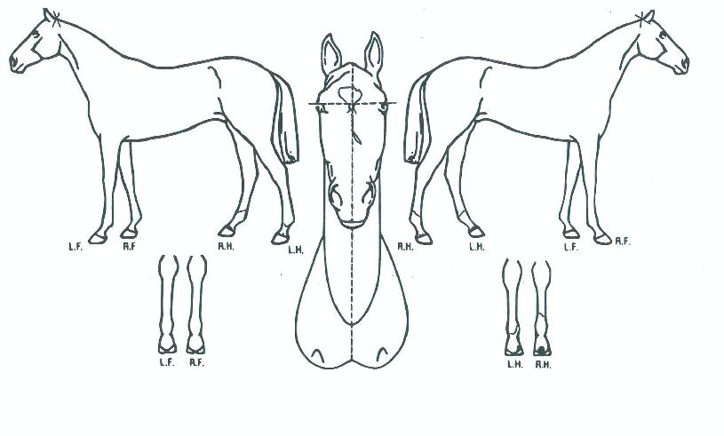 ¸®¿öµåÇÏÀÌÀÇ Ãø¸é,¿ì¸é,µÞ¸é,µÎ»ó,´Ù¸®ÀÇ Æ¯Â¡µµÇØ