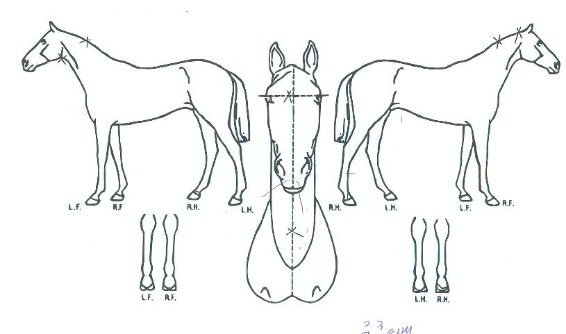 Áø´Þ·¡ÀÇ Ãø¸é,¿ì¸é,µÞ¸é,µÎ»ó,´Ù¸®ÀÇ Æ¯Â¡µµÇØ